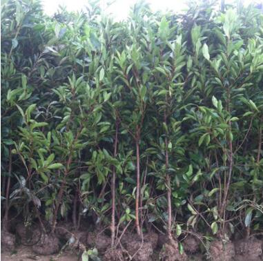 法国冬青树苗批发法青珊瑚树庭院篱笆围栏工程苗木大叶黄杨苗图3