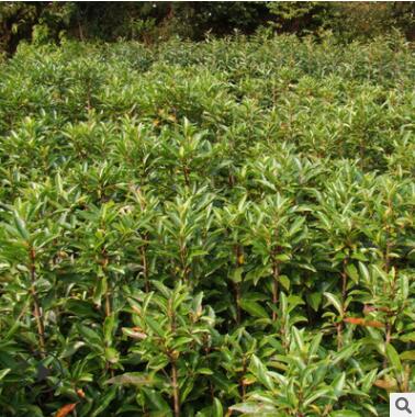 法国冬青树苗批发法青珊瑚树庭院篱笆围栏工程苗木大叶黄杨苗图2