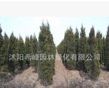 直销宝塔松 塔柏 塔松树苗 刺松 /蜀侩苗 松柏 行道树木图3