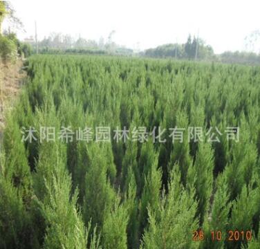 直销宝塔松 塔柏 塔松树苗 刺松 /蜀侩苗 松柏 行道树木图2