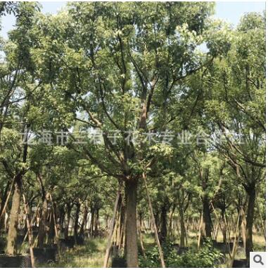 农户种植香樟 小叶香樟 多头香樟 香樟产地图2