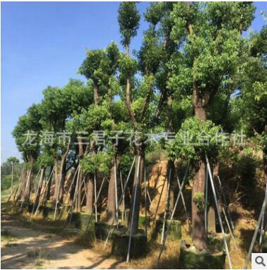 农户种植香樟 小叶香樟 多头香樟 香樟产地图3