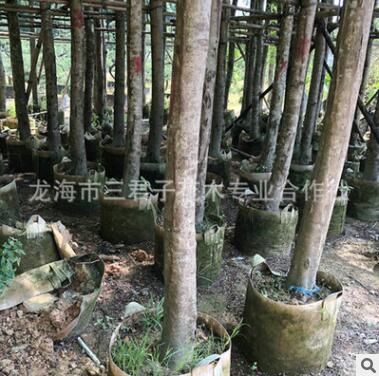 基地培养凤凰木 金凤花 火树 凤凰木风景树图2