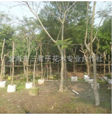 基地培养凤凰木 金凤花 火树 凤凰木风景树图3