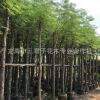 基地生产红花楹树 洋楹 福建凤凰木 凤凰木行道树
