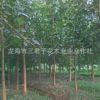 基地大量供应菩提树 菩提树苗 菩提榕树苗