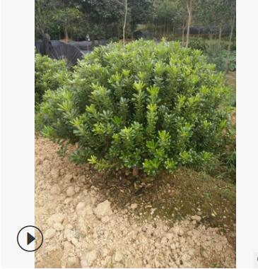 海桐球 120cm落叶性绿色系露地灌木灌丛绿篱海桐图2