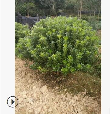 海桐球 120cm落叶性绿色系露地灌木灌丛绿篱海桐图3