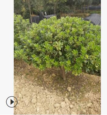 海桐球 120cm落叶性绿色系露地灌木灌丛绿篱海桐