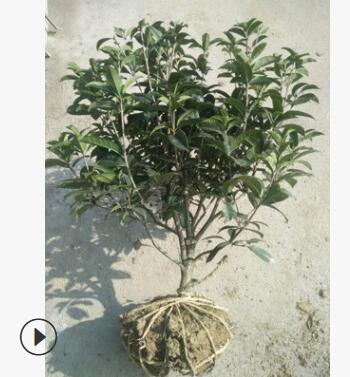 八月桂球子 盆栽八月桂 八月桂5年苗 丛生八月桂图3