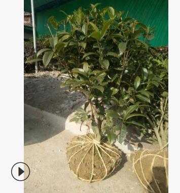 八月桂球子 盆栽八月桂 八月桂5年苗 丛生八月桂图2