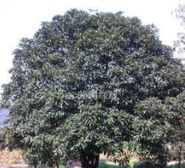 朴树、桂花、榔榆、枫香、香樟等