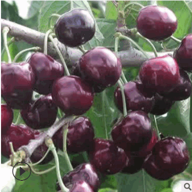 吉塞拉樱桃砧木苗成活率高黑珍珠樱桃苗价格低红灯樱桃苗当年可食