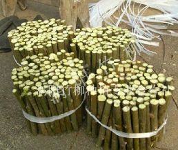 正宗竹柳插条涡阳竹柳批发