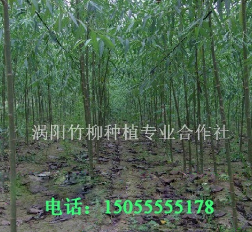 纯正竹柳种源源自涡阳竹柳合作社
