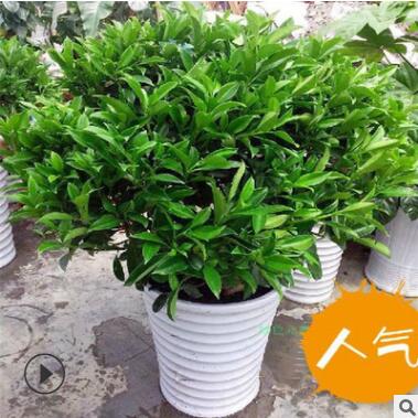 室内客厅大型绿植 非洲茉莉盆栽花卉植物 四季常青净化空气吸甲醛图3