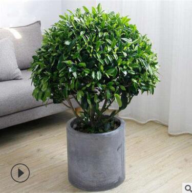 室内客厅大型绿植 非洲茉莉盆栽花卉植物 四季常青净化空气吸甲醛图2