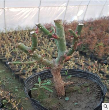 月季 玫瑰花苗盆栽 绿植花卉 观花植物 室内阳台 四季开花 玫瑰花图3