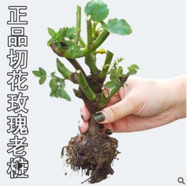 月季 玫瑰花苗盆栽 绿植花卉 观花植物 室内阳台 四季开花 玫瑰花图2