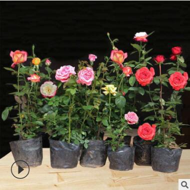 阳台盆栽绿植 切花玫瑰月季花多花藤本蔷薇 室外爬藤攀援月季花苗图3