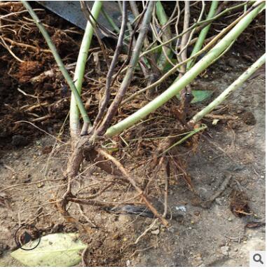 阳台盆栽绿植 切花玫瑰月季花多花藤本蔷薇 室外爬藤攀援月季花苗图2