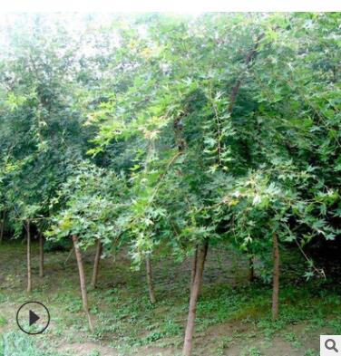 基地批发五角枫大树 五角枫树苗 五角槭树苗 规格齐全量大优惠图2