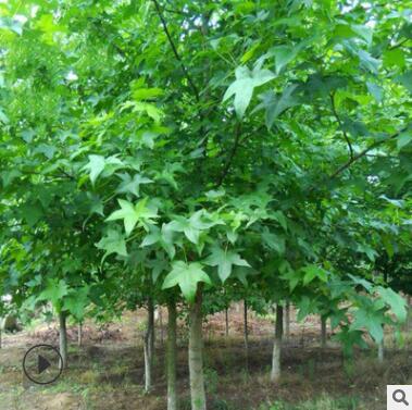 基地批发五角枫大树 五角枫树苗 五角槭树苗 规格齐全量大优惠图3