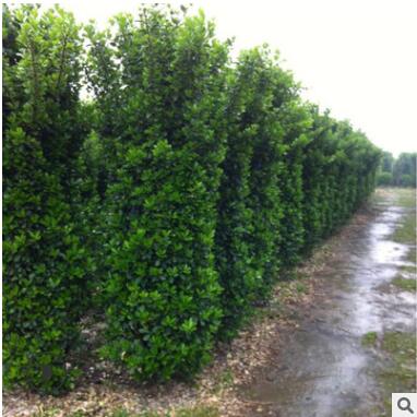 基地长期供应优质大叶黄杨柱 工程绿化大叶黄杨柱 绿篱灌木价格优图2