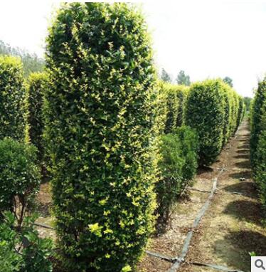 基地长期供应优质大叶黄杨柱 工程绿化大叶黄杨柱 绿篱灌木价格优图3