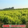 基地直销金叶榆树苗 规格齐全 中华金叶榆 园林庭院绿化工程苗木