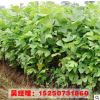 供应绿化工程苗木 马褂木小苗 鹅掌楸 25公分 规格齐全 行道树苗