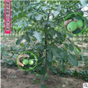 核桃苗供应 当年结果核桃树苗 价格实惠 嫁接核桃树苗