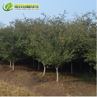 基地供应5cm垂丝海棠苗园林绿化苗木风景花苗观花植物灌木花卉图3