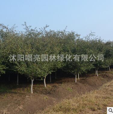 基地供应5cm垂丝海棠苗园林绿化苗木风景花苗观花植物灌木花卉图2