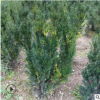 红豆杉小苗如果种植 曼地亚红豆杉移栽成活率高 工程乔木绿化使用