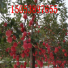 出售 2001红富士苹果树 连年丰产 稳产性强 红肉苹果树基地
