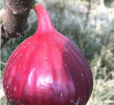 适合大棚种植的无花果苗 波姬红无花果苗基地直销 盆栽无花果小苗