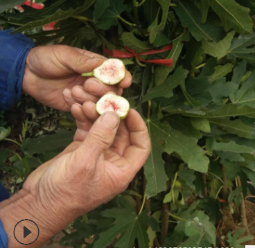 移栽种植无花果苗需要注意 布兰瑞克无花果苗品种度高 结果量大