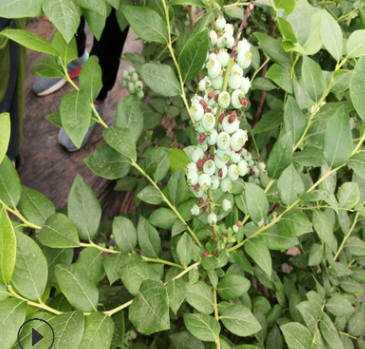 批发供应蓝莓苗品种有喜来蓝丰都克美登庭院盆栽地栽蓝莓树苗