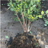 如何提高薄雾蓝莓苗基地的土壤管理 2018年种植莱克西蓝莓苗易活