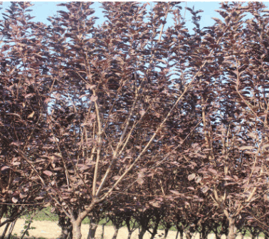 基地常年直销速生紫叶李 各种园林绿化红叶李树 价位实惠