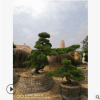 【批发直销】精品庭院树造型黑松 黑松盆景 日本黑松 台湾黑松