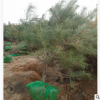 苗圃种植基地出售优良油松苗3-3.5米绿化油松2.5-3米绿补油松树苗