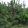 出售2.5米3米以上黑松 松柏类植物 园林绿化 树形优美 现场看树