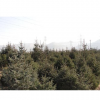 销售一米五以上绿化工程用云杉,甘肃云杉 大云杉