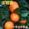 新品种果树苗 柑橘苗 果苗 沃柑苗 晚熟品种