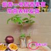 黄金百香果树苗果树苗百香果苗 紫香一号百香果苗鸡蛋果苗
