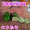 果苗 果树苗 柠檬苗 香水柠檬苗 四季结果 高产 正品
