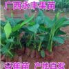 果苗 香蕉苗 威廉斯b6香蕉苗 桂蕉6号 粉蕉苗 红香蕉苗