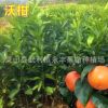 新品种 无核沃柑苗 沃柑树苗 沃柑苗 晚熟品种 高产 稳产
